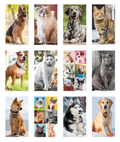calendario illustrato cani e gatti 2024